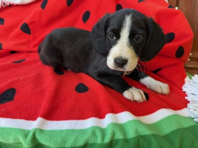 Sushi Style thumbnail 6