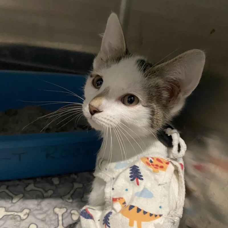 A young medium-sized female Domestic Short Hair cat named Frost for adoption in Belleville, MI