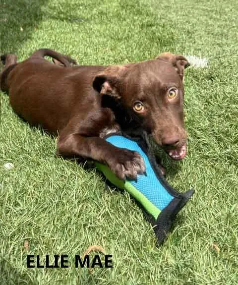 A young medium-sized female Brown / Chocolate Chocolate Labrador Retriever dog named Ellie Mae for adoption in Washington, GA