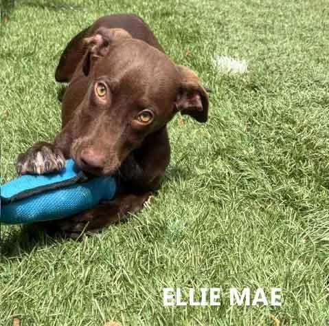 Ellie Mae thumbnail 2