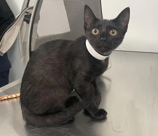 A young medium-sized female Domestic Short Hair cat named Cello for adoption in Ridgewood, NY