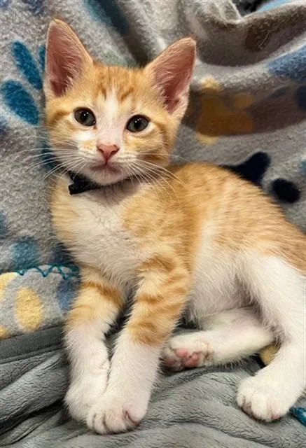 A baby small-sized male Domestic Short Hair cat named Louie for adoption in Fort Lauderdale, FL