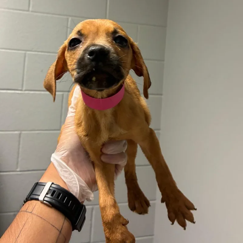 A baby small-sized female Yellow / Tan / Blond / Fawn Mixed Breed dog named Subuwu for adoption in Chattanooga, TN