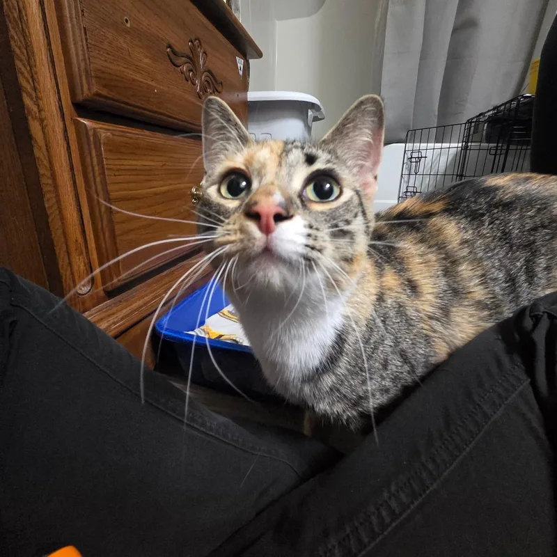 An adult medium-sized female Calico Domestic Short Hair cat named Fire Truck for adoption in West Olive, MI