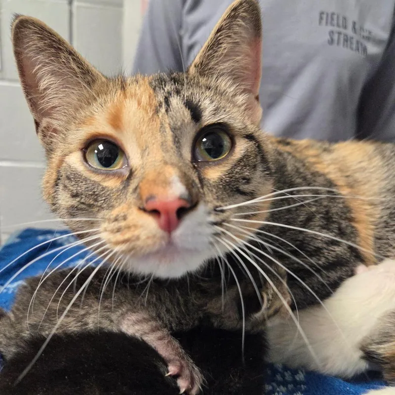 Fire Truck thumbnail 2