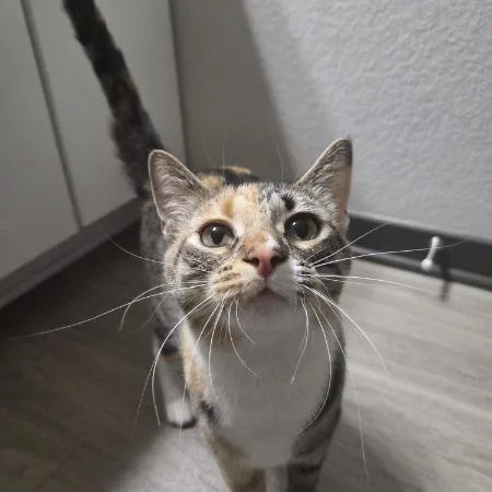 Fire Truck thumbnail 3