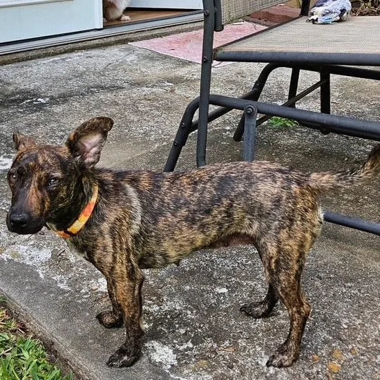 An adult small-sized female Brindle Chiweenie dog named Molly for adoption in Houston, TX