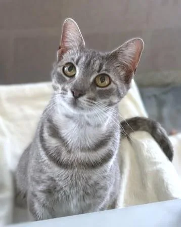 An adult medium-sized female Domestic Short Hair cat named Tempest for adoption in Washington, DC