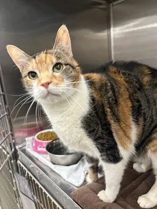 An adult small-sized female Domestic Short Hair cat named Chiqui for adoption in West Chester, PA