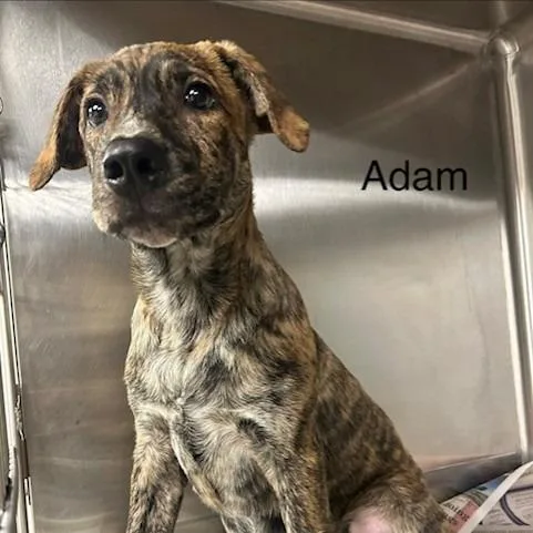 A baby small-sized male Mixed Breed dog named Adam for adoption in Knoxville, TN