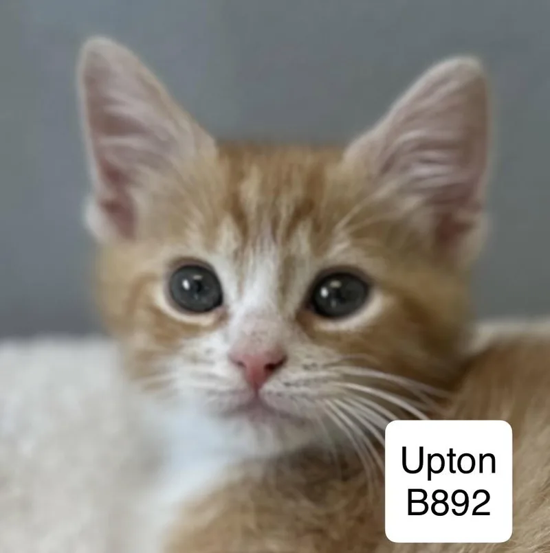 A baby medium-sized male Tabby (Orange / Red) Domestic Medium Hair cat named Upton for adoption in Morganton, NC
