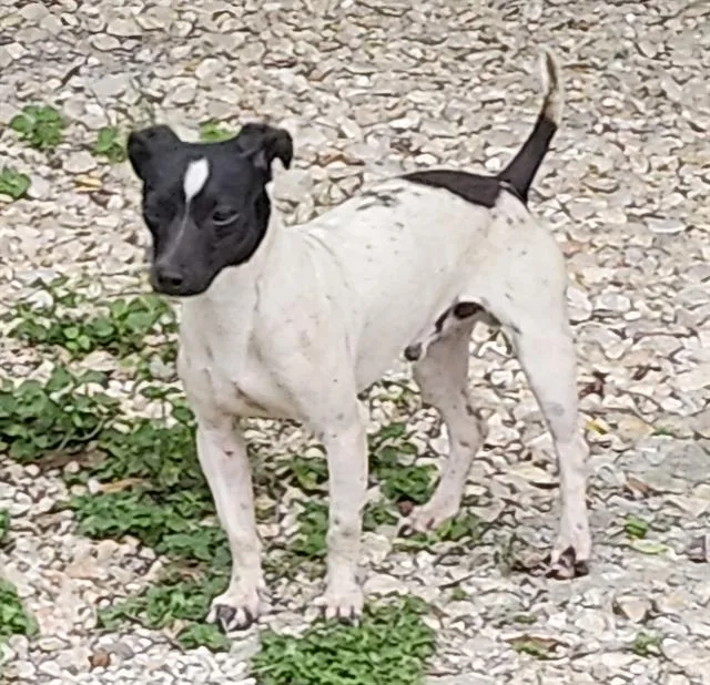 A young small-sized male Terrier dog named Pickle for adoption in San Antonio, TX