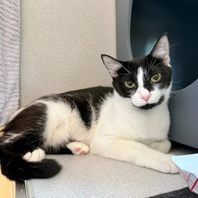 A young medium-sized female Domestic Short Hair cat named Cod for adoption in Leesburg, VA