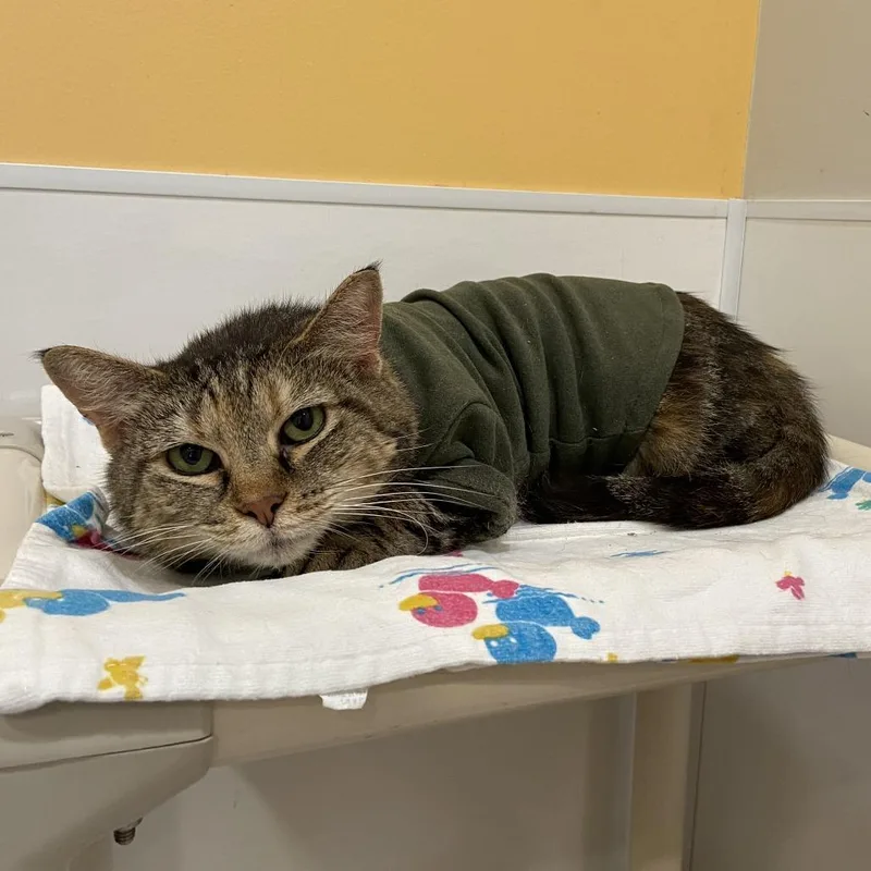 A senior large-sized female Torbie Domestic Short Hair cat named Munchie for adoption in Washington Township, OH