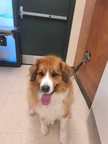 An adult large-sized female Saint Bernard dog named Kia for adoption in Burlington, WA