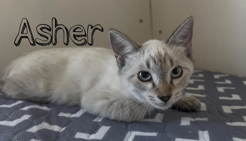 Asher