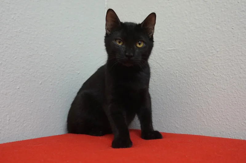 A baby small-sized male Domestic Short Hair cat named Henry II for adoption in Fountain Hills, AZ