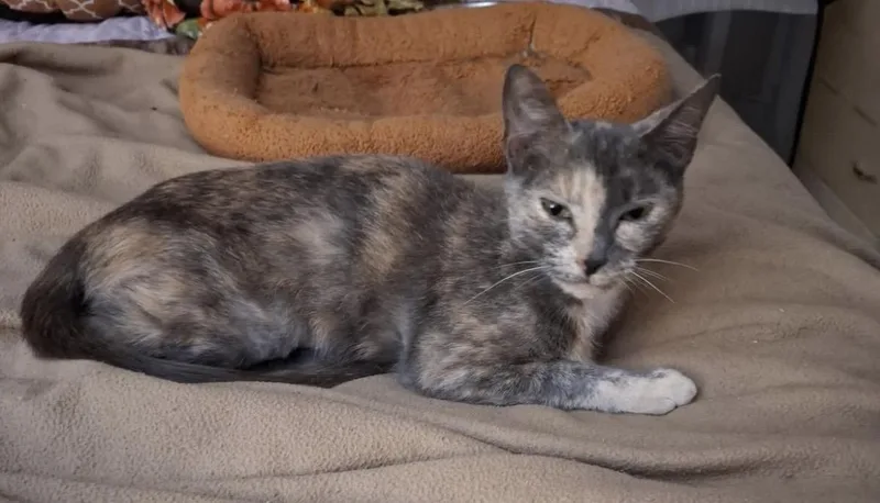 A young large-sized female Domestic Short Hair cat named Pasha for adoption in Havertown, PA