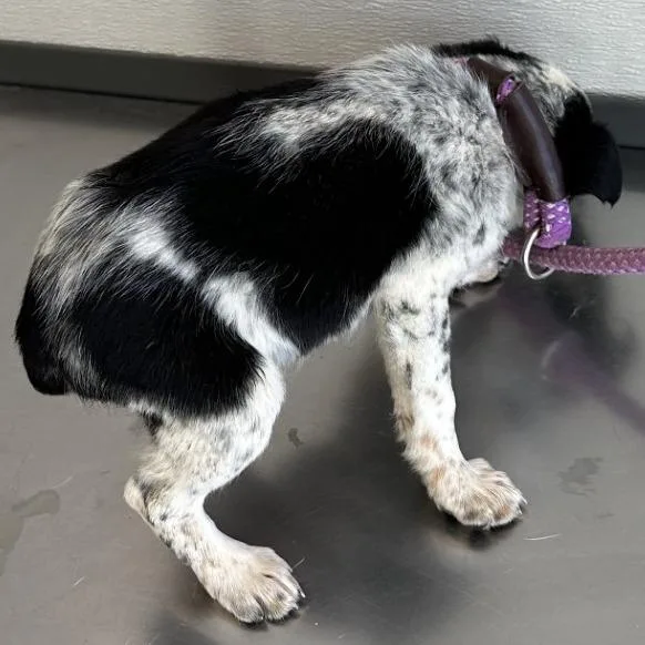 An adult medium-sized female Mixed Breed dog named Sassy for adoption in Las Cruces, NM