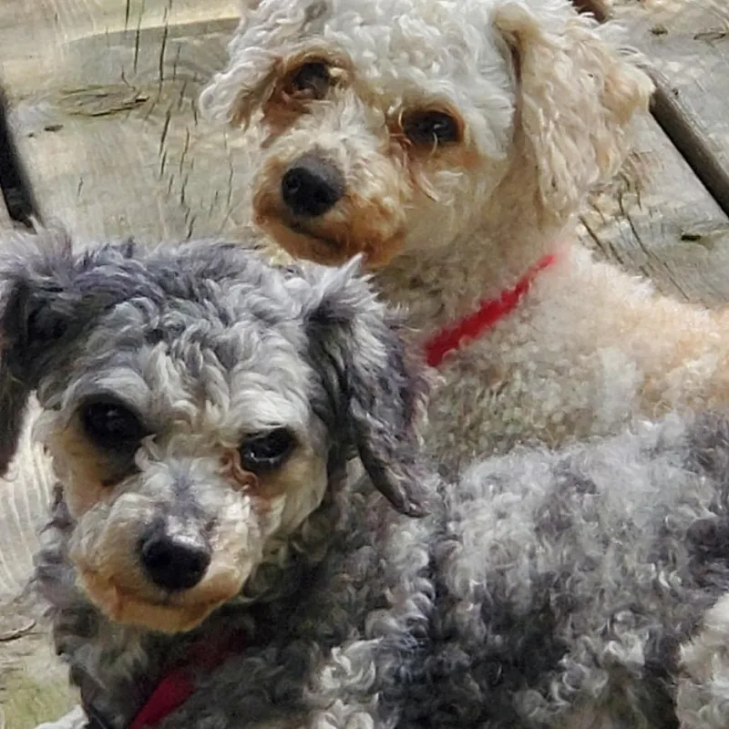 An adult small-sized female Gray / Blue / Silver Miniature Poodle dog named Rosie for adoption in Rochester, MN