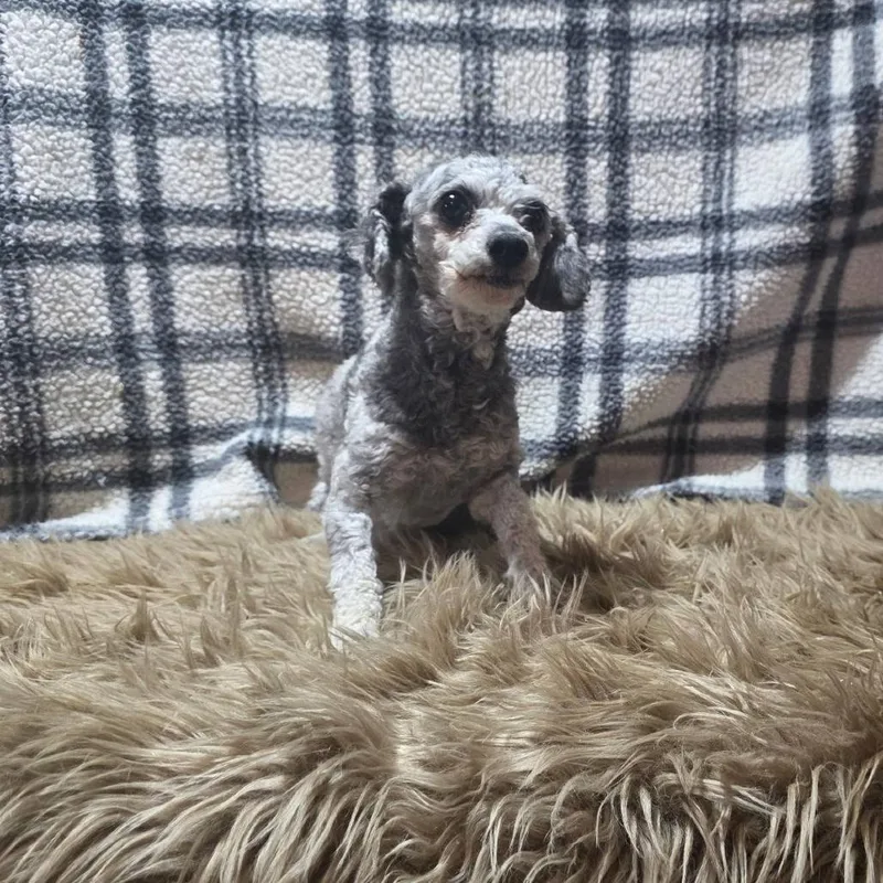 Rosie thumbnail 2