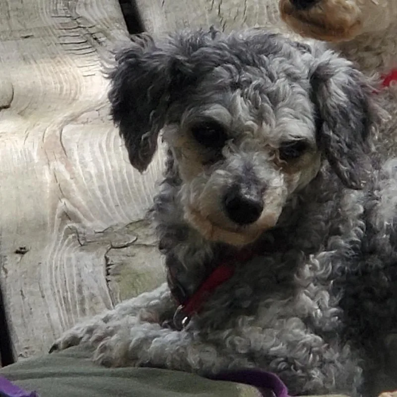 Rosie thumbnail 3