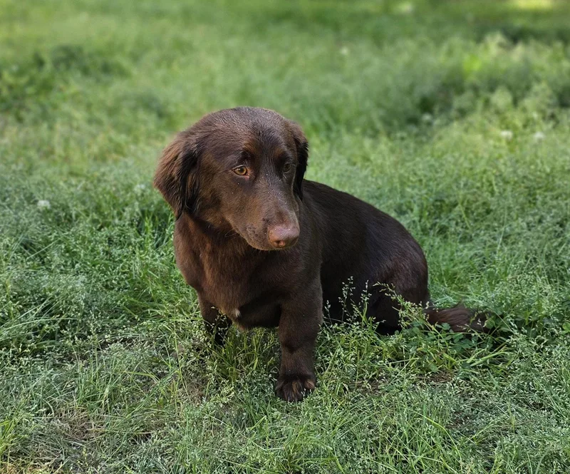 An adult small-sized female Boykin Spaniel dog named .dove for adoption in Social Circle, GA