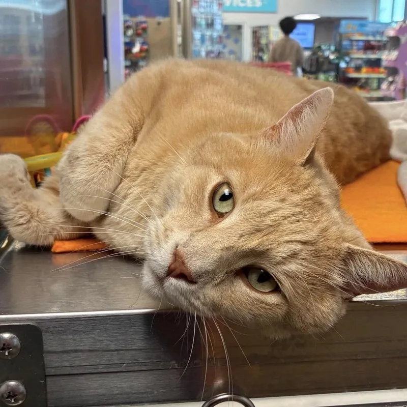 A senior small-sized male Orange / Red Domestic Short Hair cat named Leo C for adoption in Huntsville, AL
