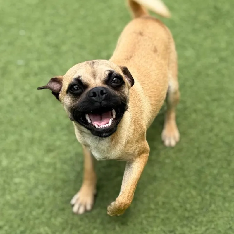 A young small-sized male Yellow / Tan / Blond / Fawn Pug dog named Bruno for adoption in LOXAHATCHEE, FL