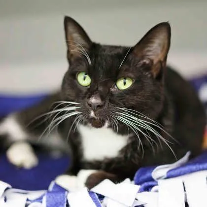 An adult small-sized female Black Domestic Short Hair cat named Princess Tuna for adoption in Atlanta, GA