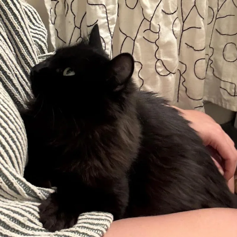 An adult medium-sized female Black Domestic Long Hair cat named Kahlua Mckenzie for adoption in Merrifield, VA
