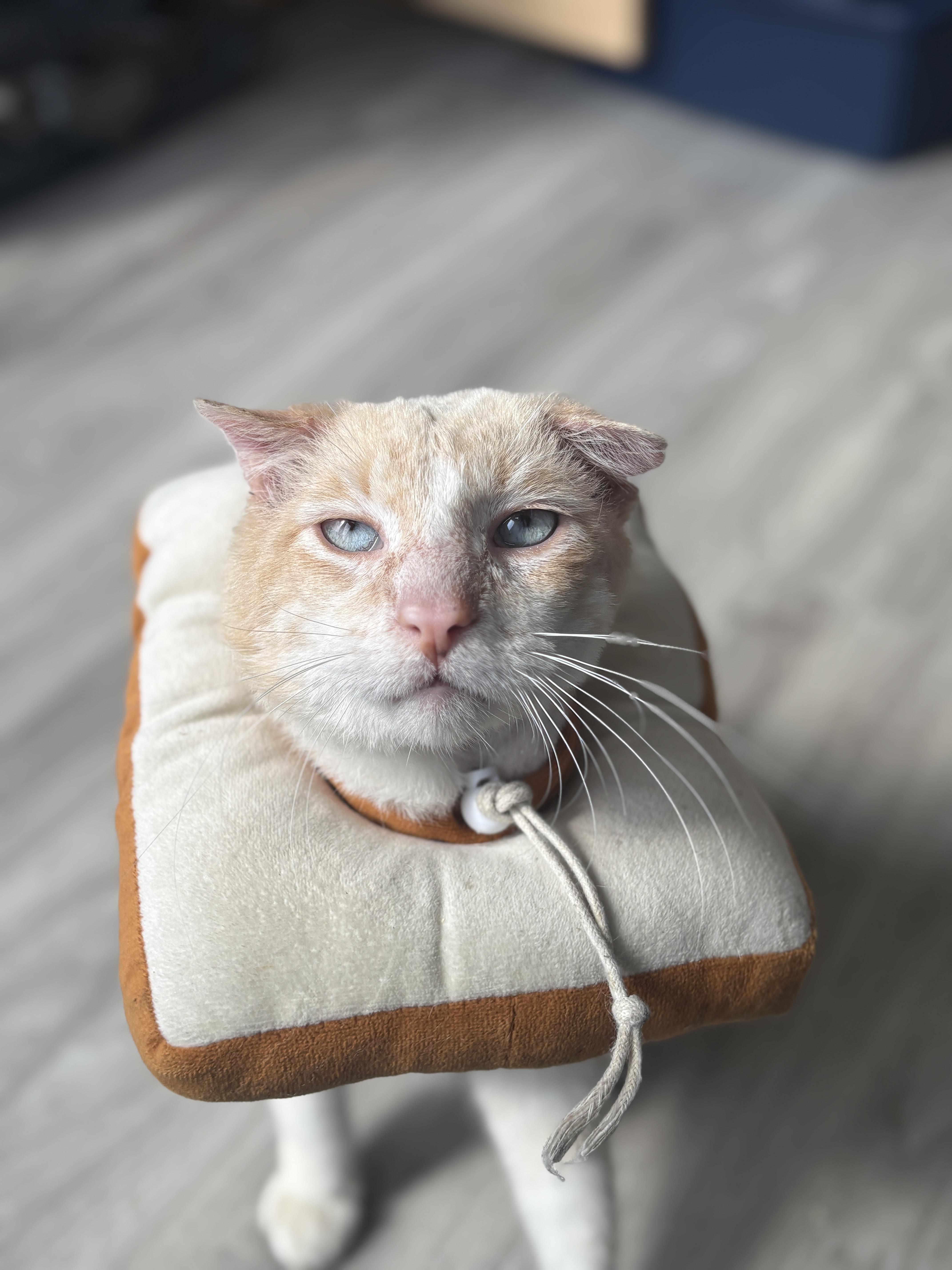 An adult large-sized male Orange & White Domestic Short Hair cat named Solly for adoption in Pacific Palisades, CA