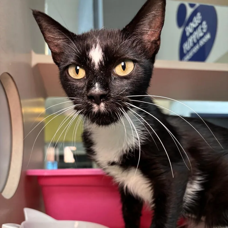 A young medium-sized female Black Domestic Short Hair cat named Diamond for adoption in Galveston, TX