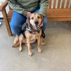 A senior medium-sized female Brown / Chocolate Hound dog named Lilo for adoption in York, PA