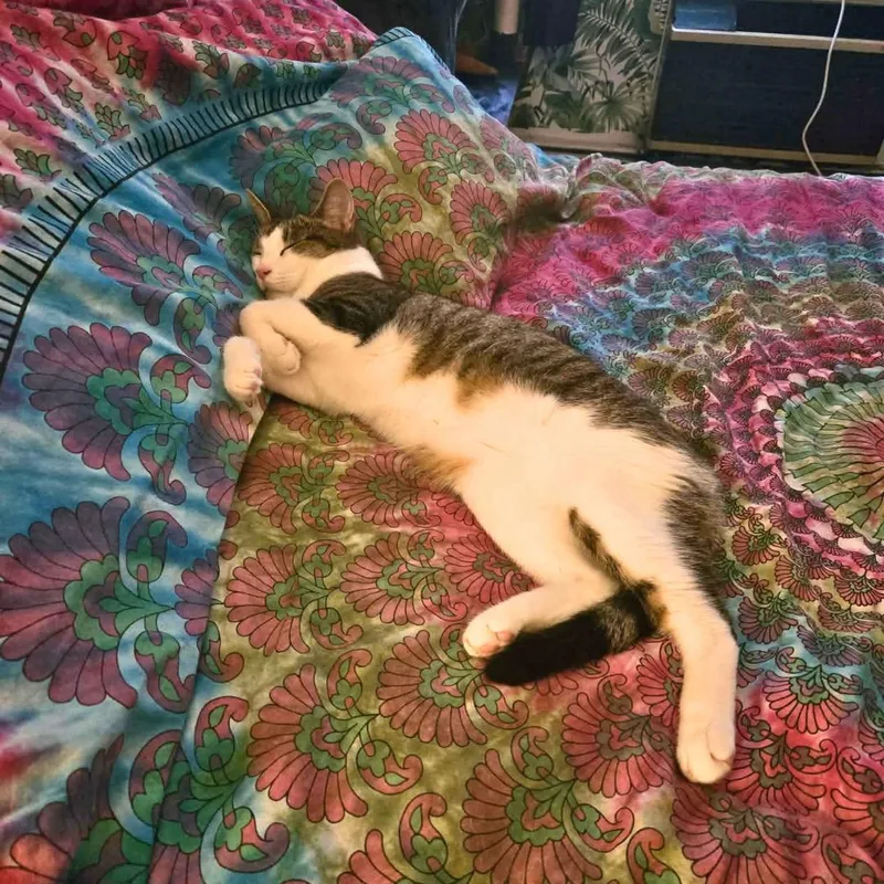 A young medium-sized male Tabby (Gray / Blue / Silver) Domestic Short Hair cat named Playful Plum for adoption in Forest Hills, NY