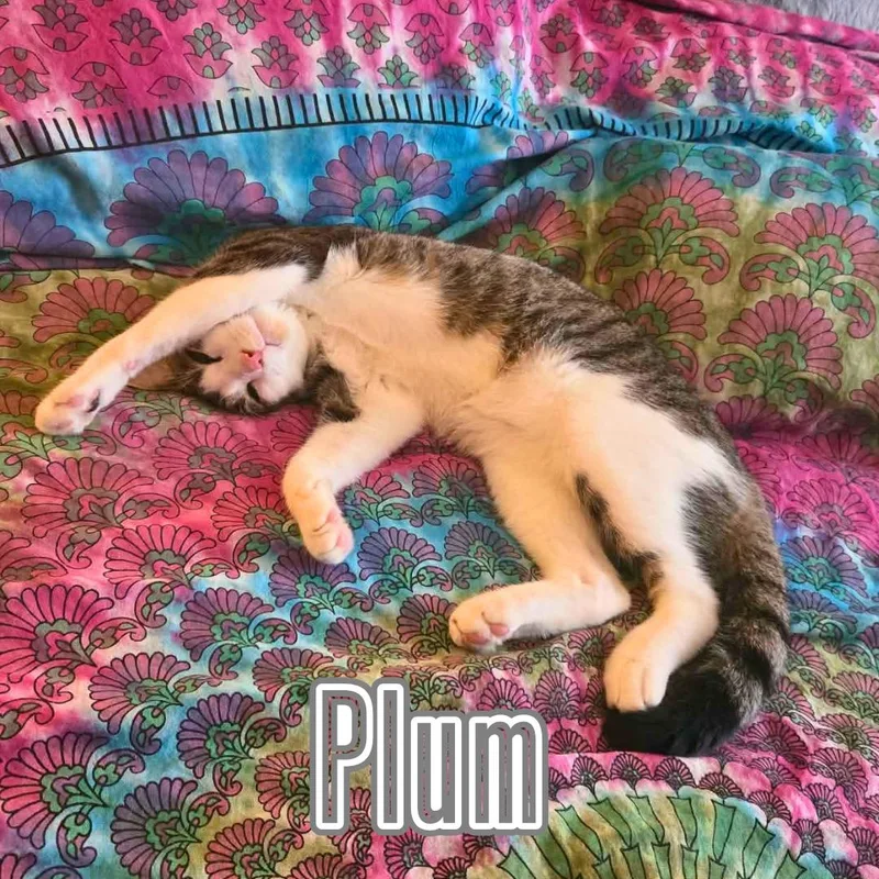 Playful Plum thumbnail 5