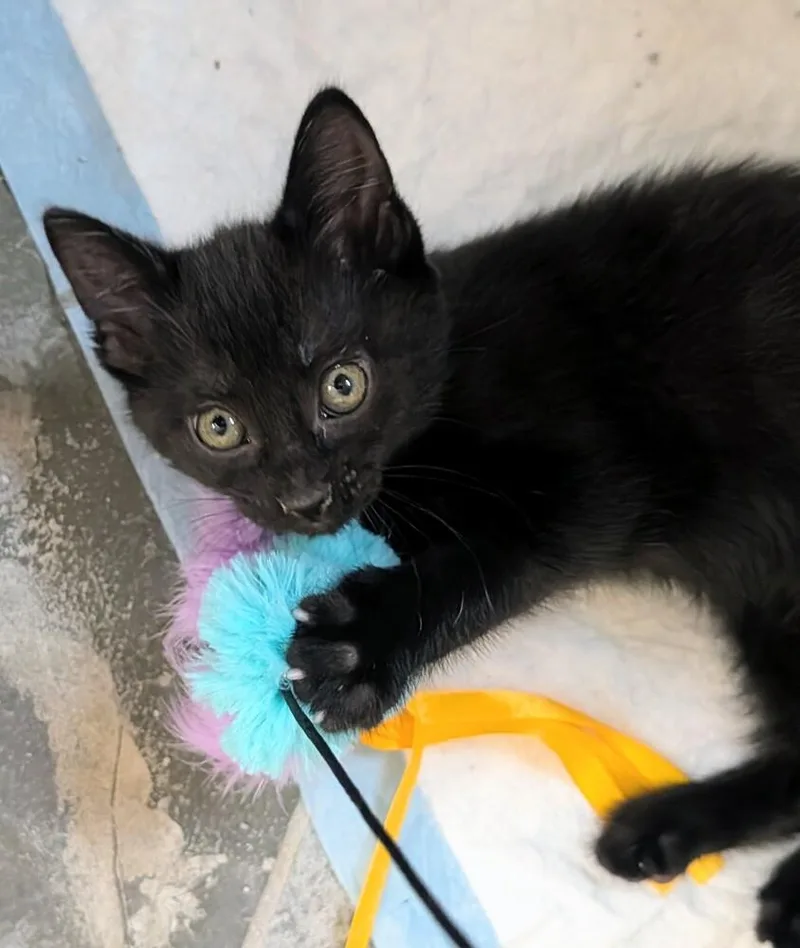 A baby small-sized female Black Domestic Short Hair cat named Toni for adoption in Louisa, VA