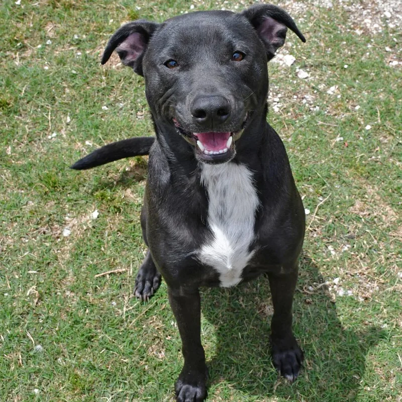 An adult medium-sized male Black Labrador Retriever dog named Champ for adoption in Beaumont, TX