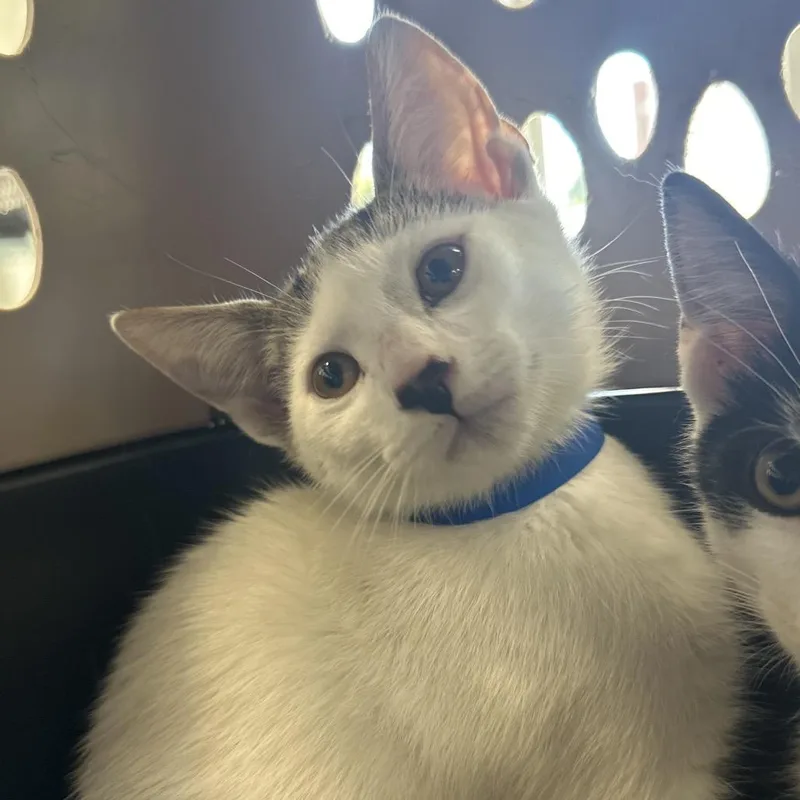A baby small-sized male White Domestic Short Hair cat named Danny for adoption in Montgomery, AL