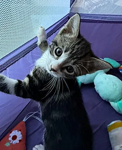 A baby medium-sized female Tabby (Brown / Chocolate) Domestic Short Hair cat named Dorothy for adoption in Greenville, NC