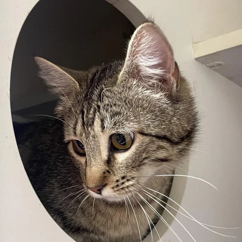 An adult medium-sized female Brown / Chocolate Domestic Short Hair cat named Bonnie for adoption in Tulsa, OK