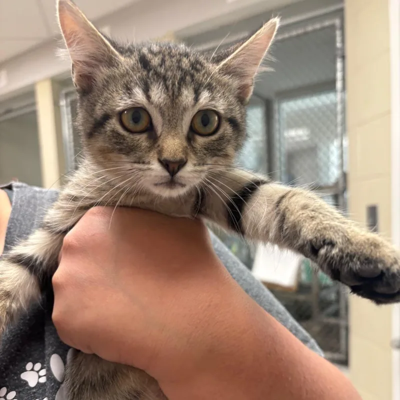 A young small-sized male Domestic Short Hair cat named Mason for adoption in Evansville, IN