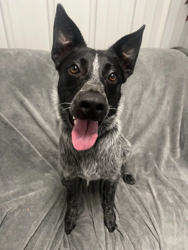 An adult medium-sized male Australian Cattle Dog / Blue Heeler dog named Hank for adoption in Davenport, IA