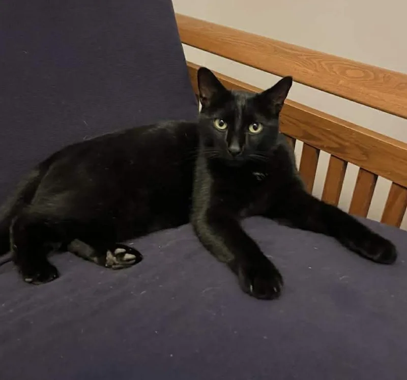 A young medium-sized male Black Domestic Short Hair cat named Kat for adoption in Findlay, OH