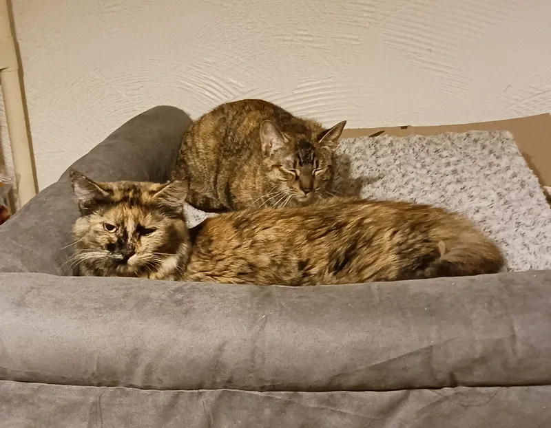 A young medium-sized female Dilute Tortoiseshell Tortoiseshell cat named Cloe for adoption in Dyer, IN