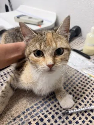 A baby small-sized female Domestic Short Hair cat named Tutu for adoption in West Chester, PA