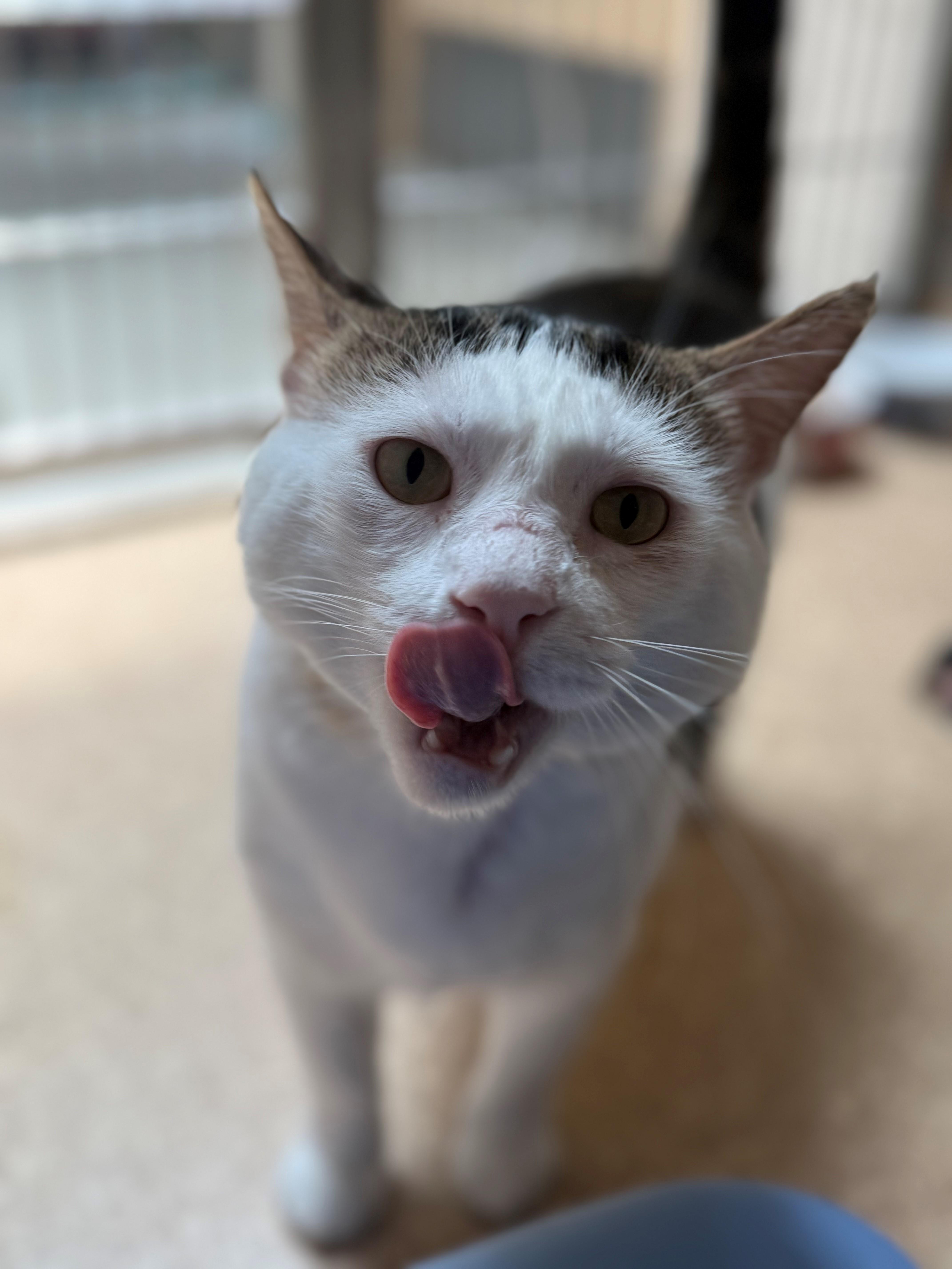 An adult large-sized male White Domestic Short Hair cat named Acorn for adoption in Laguna Beach, CA