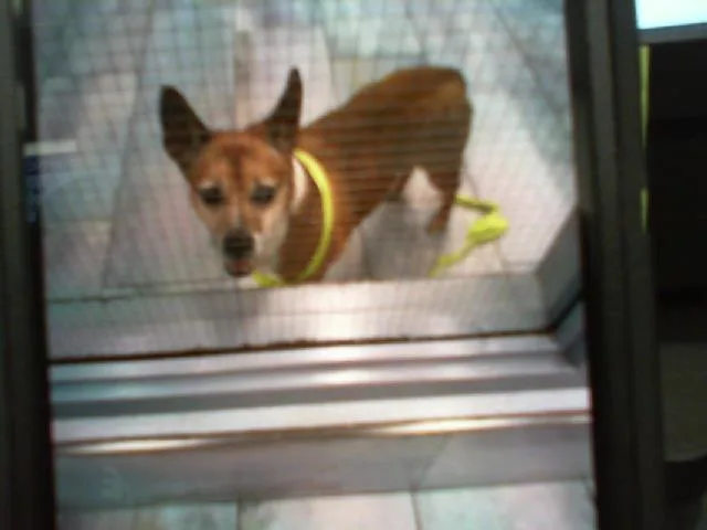 An adult small-sized female Mixed Breed dog named A for adoption in Charlotte, NC
