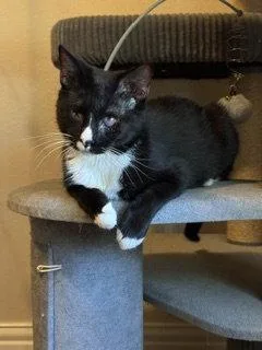 A young medium-sized male Domestic Short Hair cat named Lucky for adoption in McKinney, TX