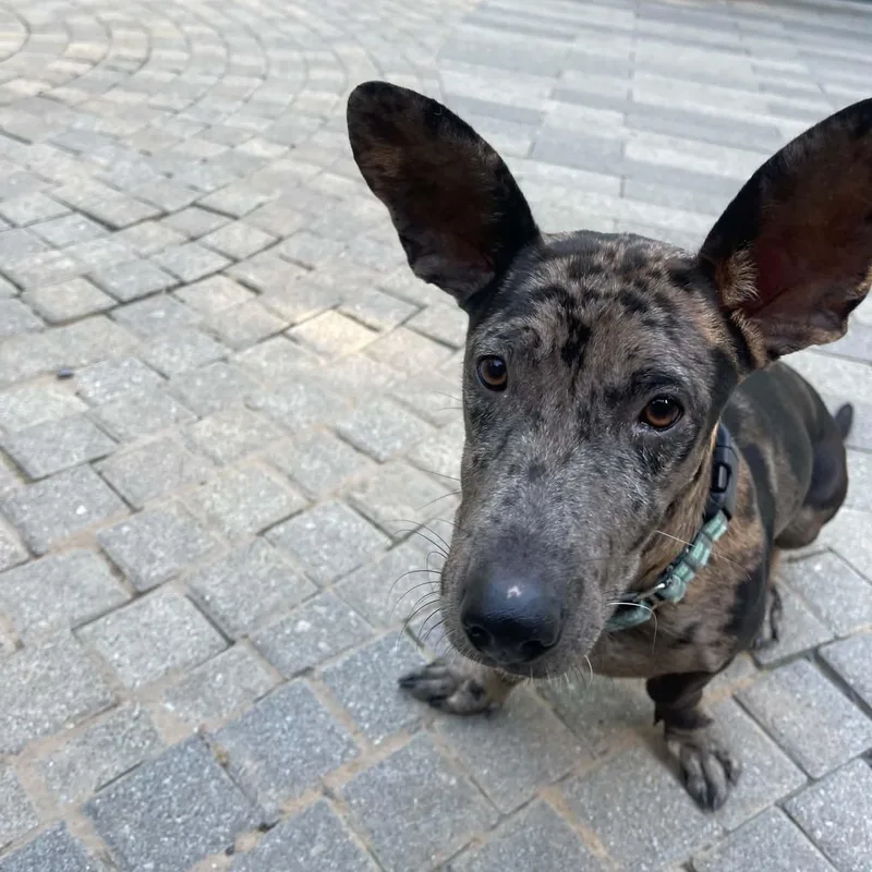 A baby medium-sized male Gray / Blue / Silver Dachshund dog named Blue for adoption in Spring, TX